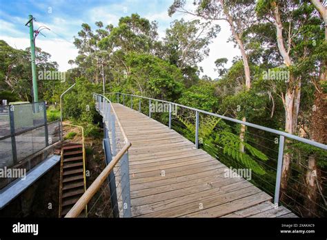 Scenic Walkway, an elevated boardwalk passing through the rainforest of