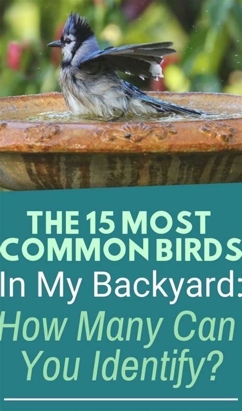 15 Most Common Birds In My Backyard From Beginning Bird Watching To