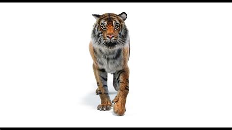 Animated Tiger 3d Model Promax3d Youtube