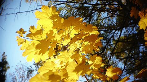 Autumn Leaves Rustling In The Wind 24 Stock Footage Videohive