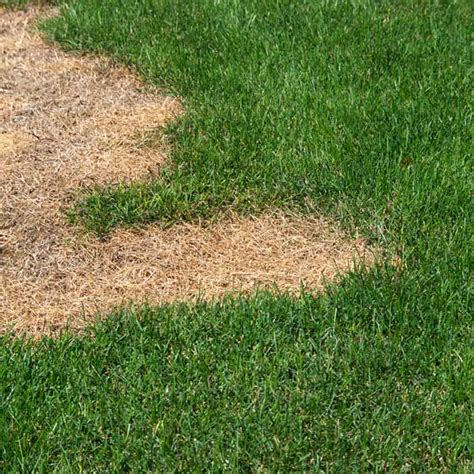 How To Repair Brown Spots On Lawn