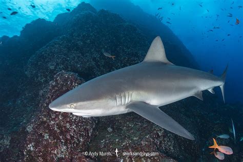 Galapagos Shark Carcharhinus Galapagensis