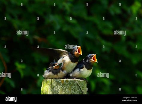Housemartinsbirds Hi Res Stock Photography And Images Alamy