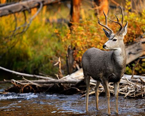 Fall Animal Pictures Mule Deer Buck Standing In A Stream With Fall