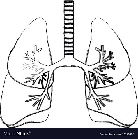 Human Lungs Anatomy Medical Science Internal Organ