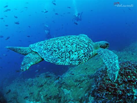 Five Facts About The Sea Turtle Indahs Dive Travel And Photography