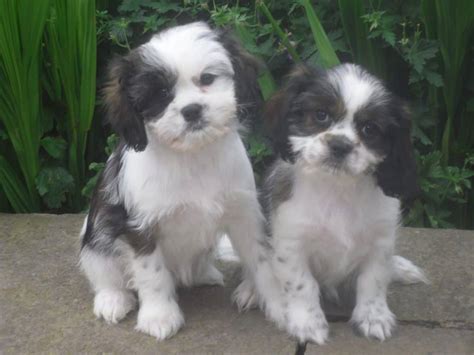 Shih Tzu X King Charles Cavalier Shih Tzu Dog