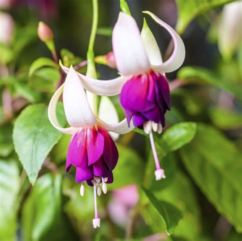 There are many different kinds of flowers in different areas in the world. Types Of Fuchsia Flowers - Learn About Upright And ...