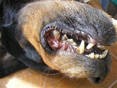 Hallo ich erzähle euch hier von meinem leben als 1. mops : Der Teufel und der Krebs - Teil 2