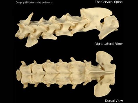 Canine Spinal Skeletal Anatomy Resources I Ii And Iii Wikivet English