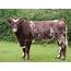 Cattle  NOT SOLD ADVERT EXPIRED Pedigree Shorthorn Bull