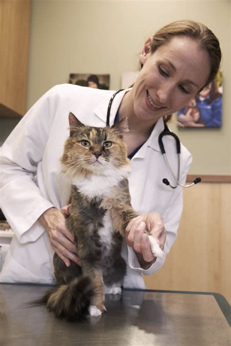 Veterinary Internshipsexternships Friendship Hospital For Animals