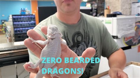 Zero Bearded Dragons Unboxing And Available Youtube