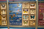 Indoor Butterfly Exhibits – Exhibits