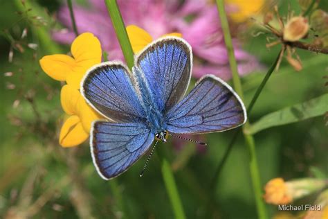 Mazarine Blue Butterfly On Wildflowers Rila Mountains Bulgaria By