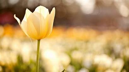 Flower Flowers Tulip Yellow Field Wallpapers Nature