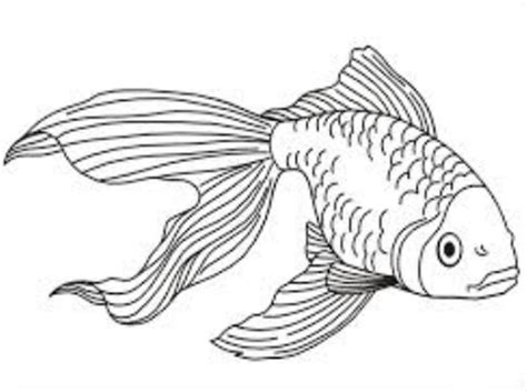 Maybe you would like to learn more about one of these? Hình vẽ, hình tô màu con cá vàng, cá voi, cá heo, cá ngựa ...
