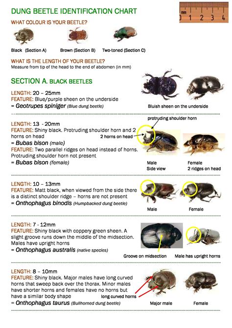 ground beetle beetle identification chart