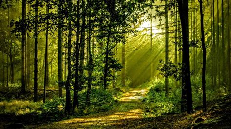 Beautiful Green Forest Nature Wallpaper By Rogue