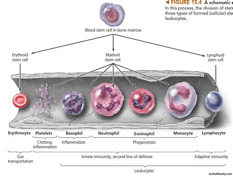 Total Leukocyte Counts Pptx Drshako Muhadharaty