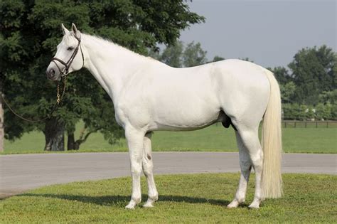 Vision 1998 163h Gray Belgian Warmblood Stallion Warmblood Horses