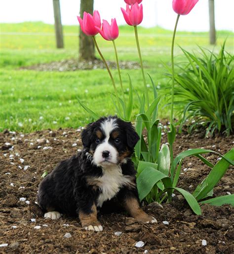 Akc Registered Bernese Mountain Dog For Sale Loudonville Oh Female A