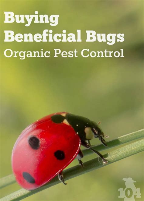 One Of The Best Organic Pest Control Techniques Involves Making Your