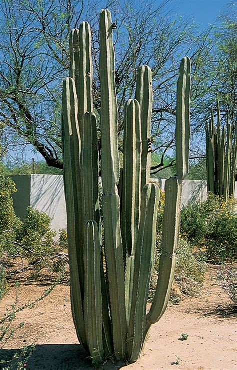 Biden said more than 85% of people will. photos of low water and drought tolerant plant Mexican ...