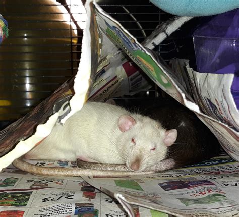 Reason 118 Why I Love Rats They Made A Newspaper Tent And Now Theyre