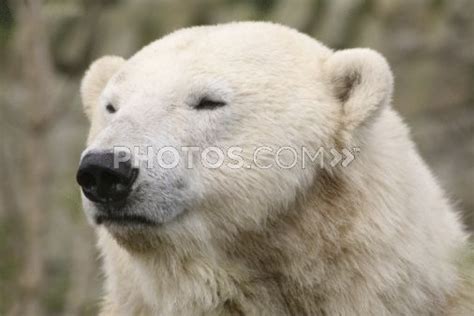 Royalty Free Images Side View Of Polar Bears Head Polar Bear Bear