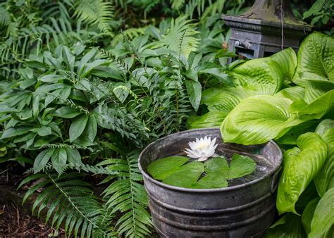 15 Minute Diy Water Garden