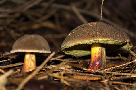 Two Edible Mushrooms Close Up Copyright Free Photo By M Vorel