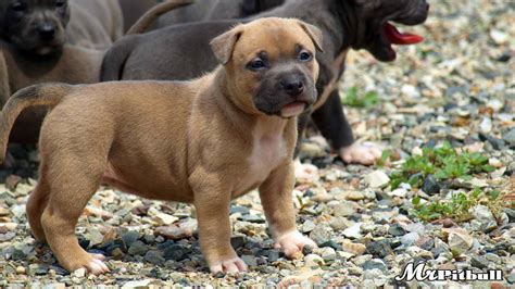 Brown Pitbull Puppies