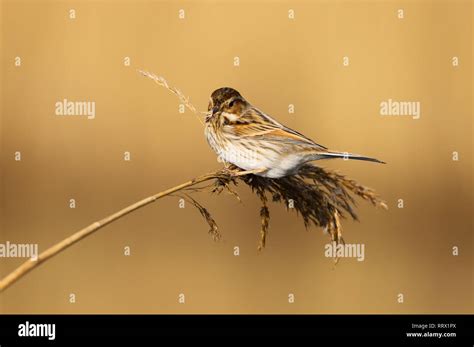 Reed Bunting Emberiza Schoeniclus Female Bird Eating The Seeds In The