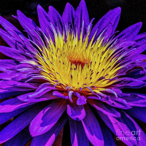 Purple And Yellow Flower Photograph By Nick Zelinsky Jr Fine Art America