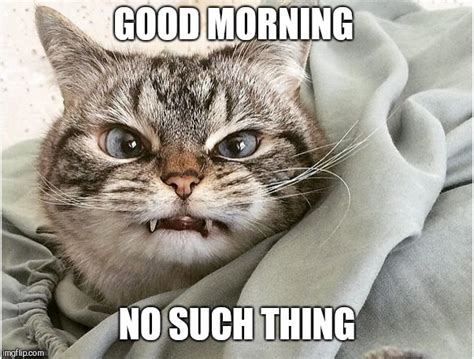 Image Tagged In Ticked Off Cat I Don T Like Mornings Imgflip