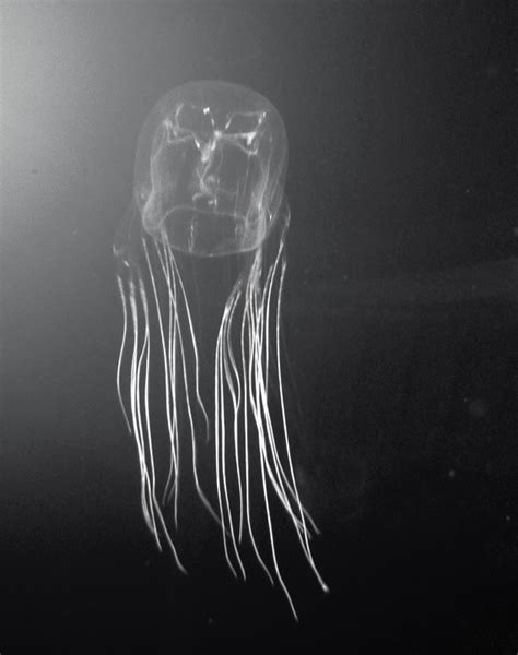 How Big Is A Box Jellyfish Also Read About Their Eyes And Venom