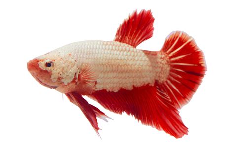 Tag @petco for a chance to be featured. Betta Fish Colors & Patterns - The Aqua Advisor