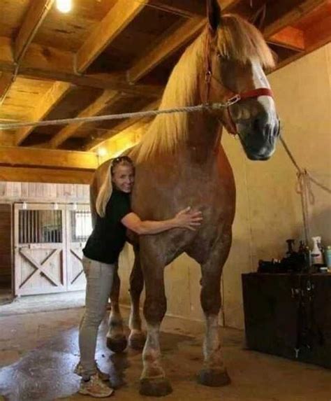 Biggest Horse In The World Is 20 Hands And 23 Of An Inch Weighing In