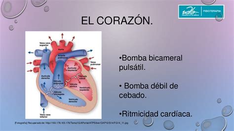 Músculo Cardíaco El Corazón Como Bomba Y La Función De Las Válvulas