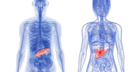 Causes And Symptoms Of Enlarged Pancreas Pancreatitis Symptoms