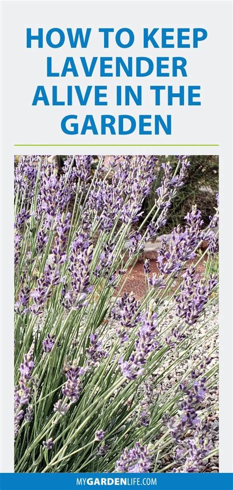 How To Keep Lavender Alive In The Garden Best Herbs To Grow Growing