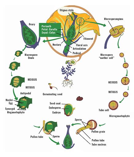 Angiosperms Characteristics Classification Life Cycle And Frequently