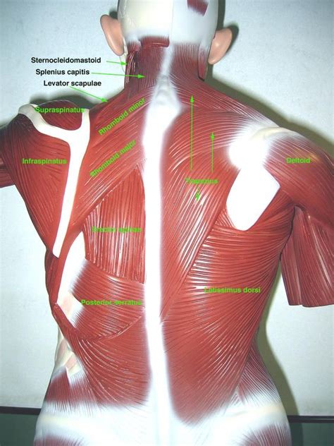 The torso is kind of tilted back and the pectoralis majors are sitting up on top of that rope kids. somso+torso+muscle+model+labeled | Torso in I3-310 ...