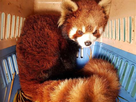 Red Pandas Rescued In Laos Stir Fears Over Exotic Pet Trade Asia News