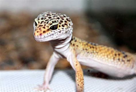 Do Leopard Geckos Make Good Petswith Pics Blue Dragon Pets