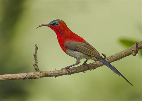 Crimson Sunbird Aethopyga Siparaja