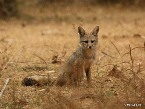 Bengal Fox Vulpes Bengalensis Observed By Markuslilje 0637 Am Utc On