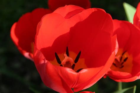 Free Images Creative Flower Petal Celebration Love Heart Tulip