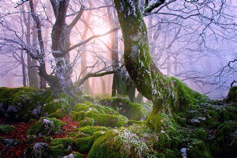 autumn, Forest, Sunlight, Fog Wallpapers HD / Desktop and ...